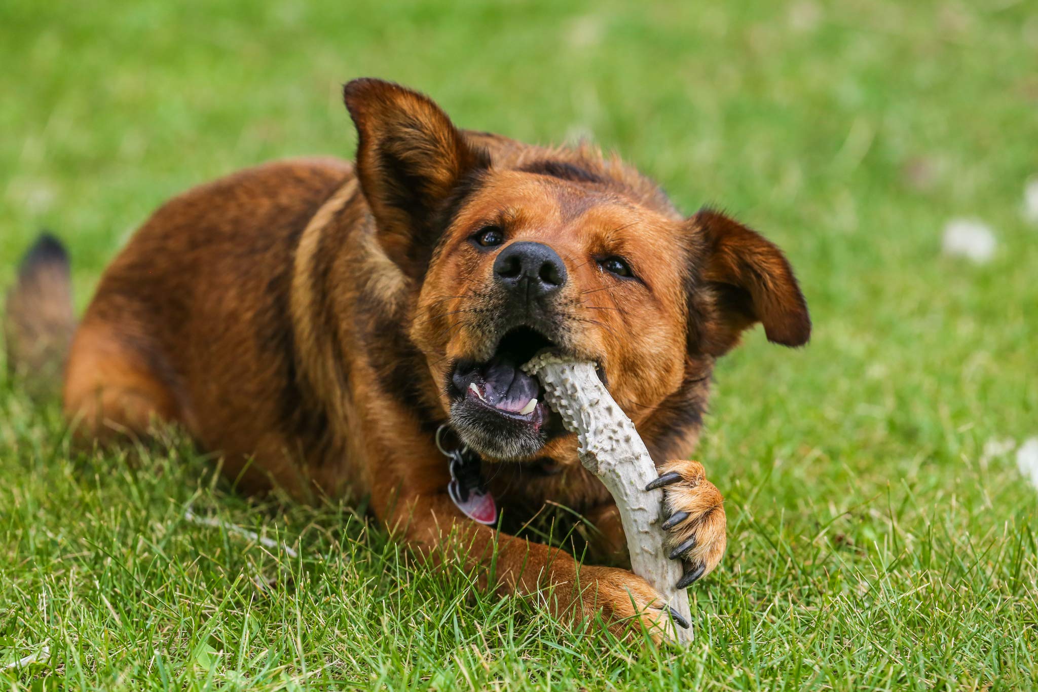 Top Dog Chews multi-species antler pack suited for multiple dogs