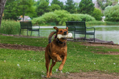 Top Dog Chews protein-rich treat offers satisfying, low-fat chewing option for active dogs.