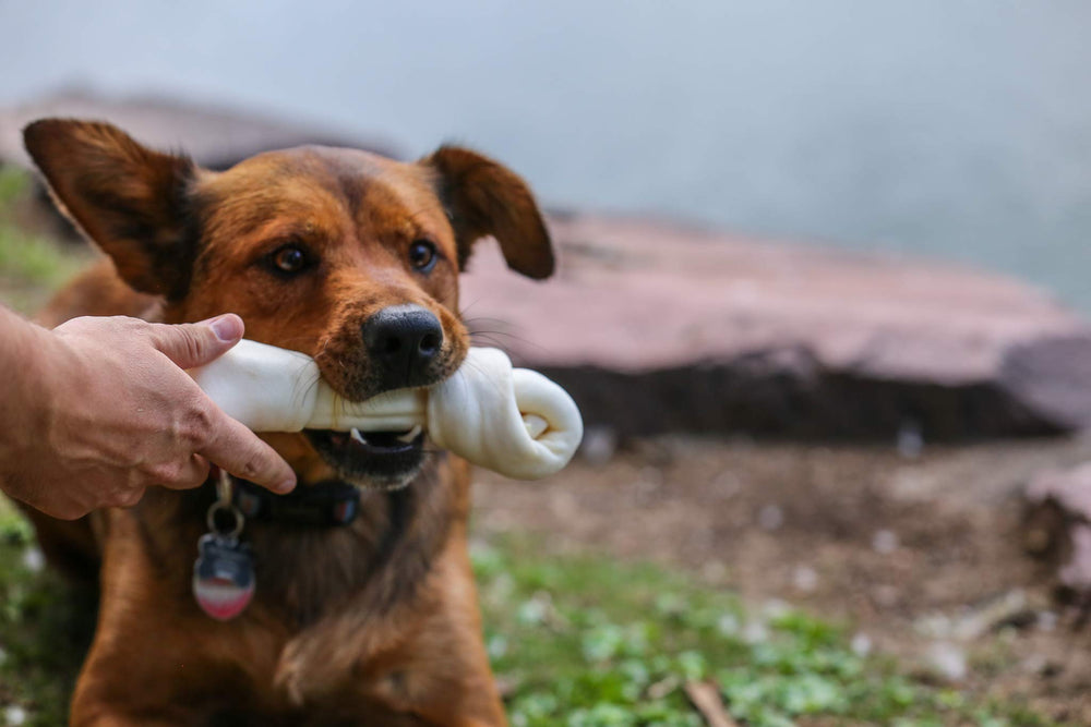 Top Dog Chews stress-relief chew helping anxious dogs focus on chewing