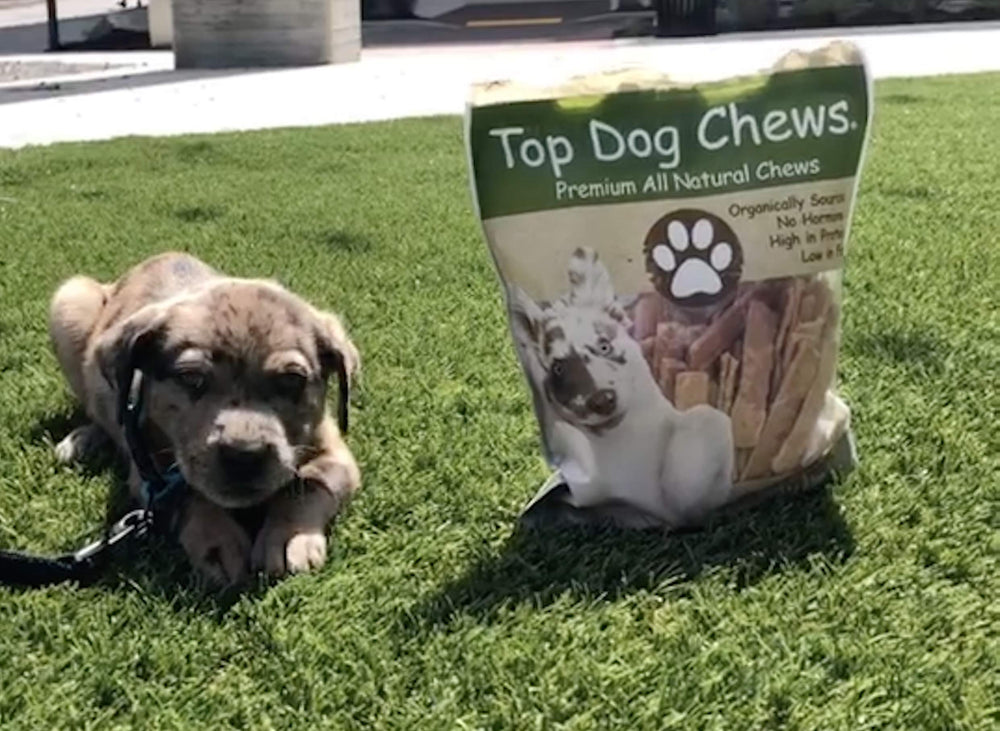 Top Dog Chews training-reward turkey tendon chew reinforces good behavior during practice