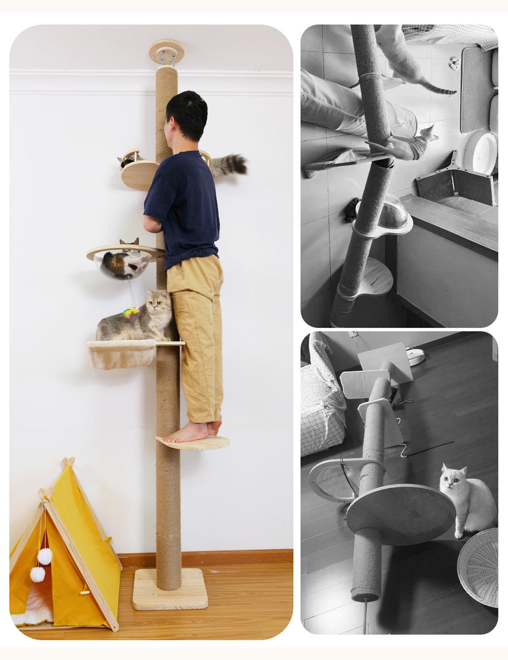 TQEW cat tree in living room designed for larger cats and contemporary homes.