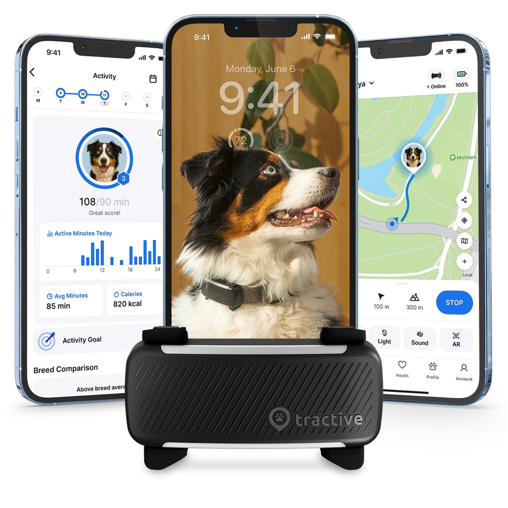 Tractive GPS tracker on a dog's neck provides real-time location updates.