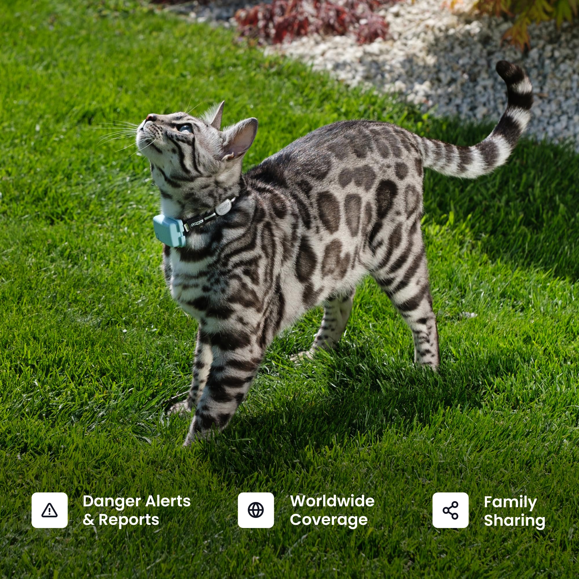 Tractive territory maps reveal roaming patterns and routines.
