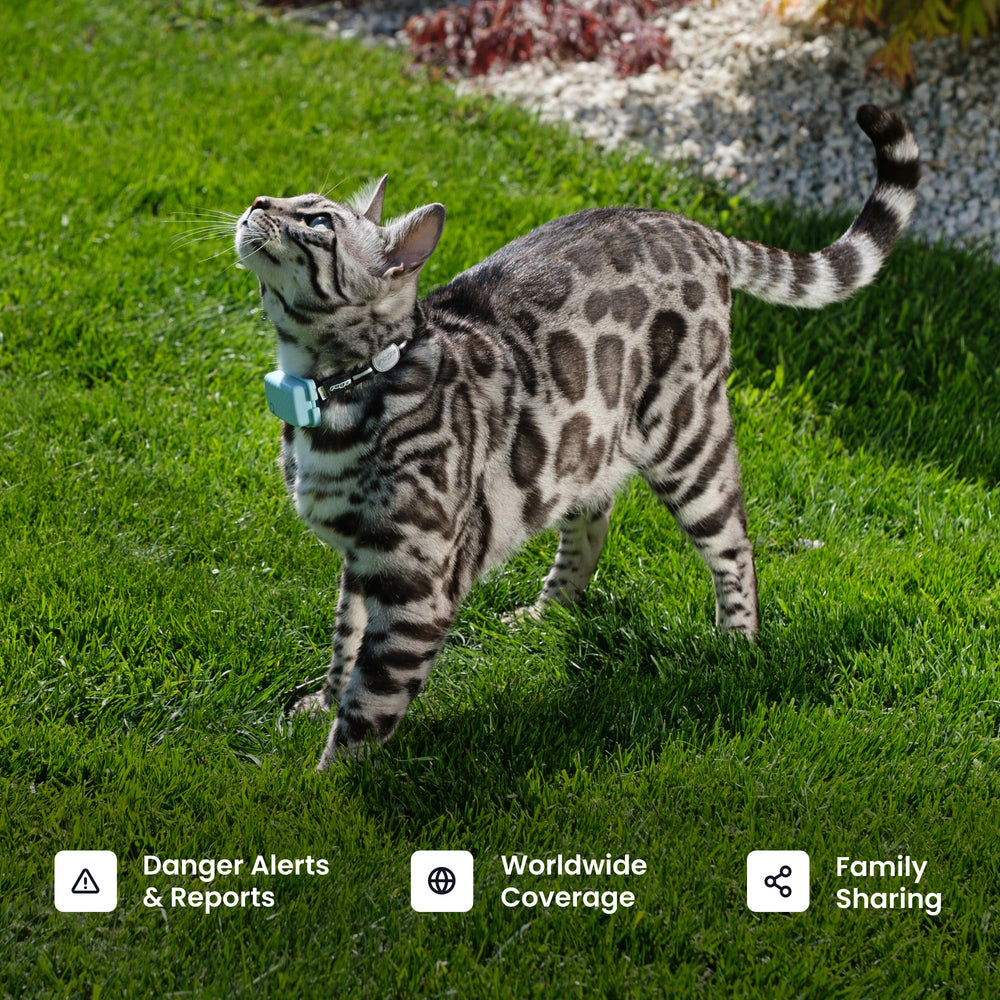 Tractive territory maps reveal roaming patterns and routines.