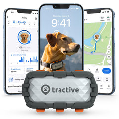 Tractive XL GPS tracker on the collar for real-time location updates.