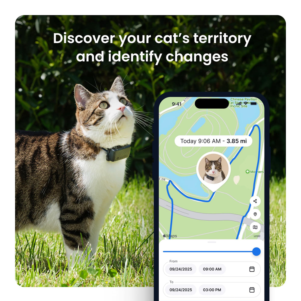 Tractive XL health and activity tracking highlights daily wellness patterns.