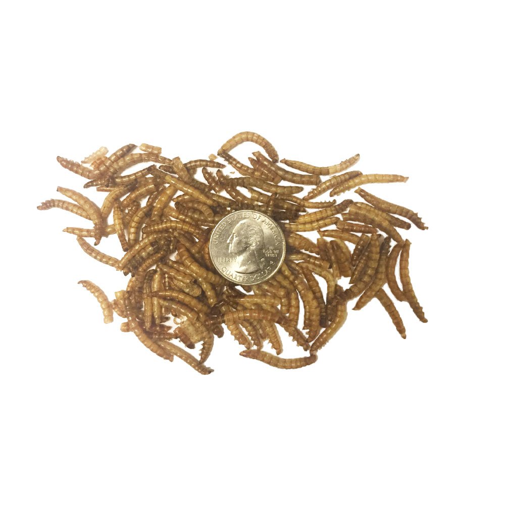 TradeKing dried mealworms chicken treat suggests poultry enrichment and protein snack.