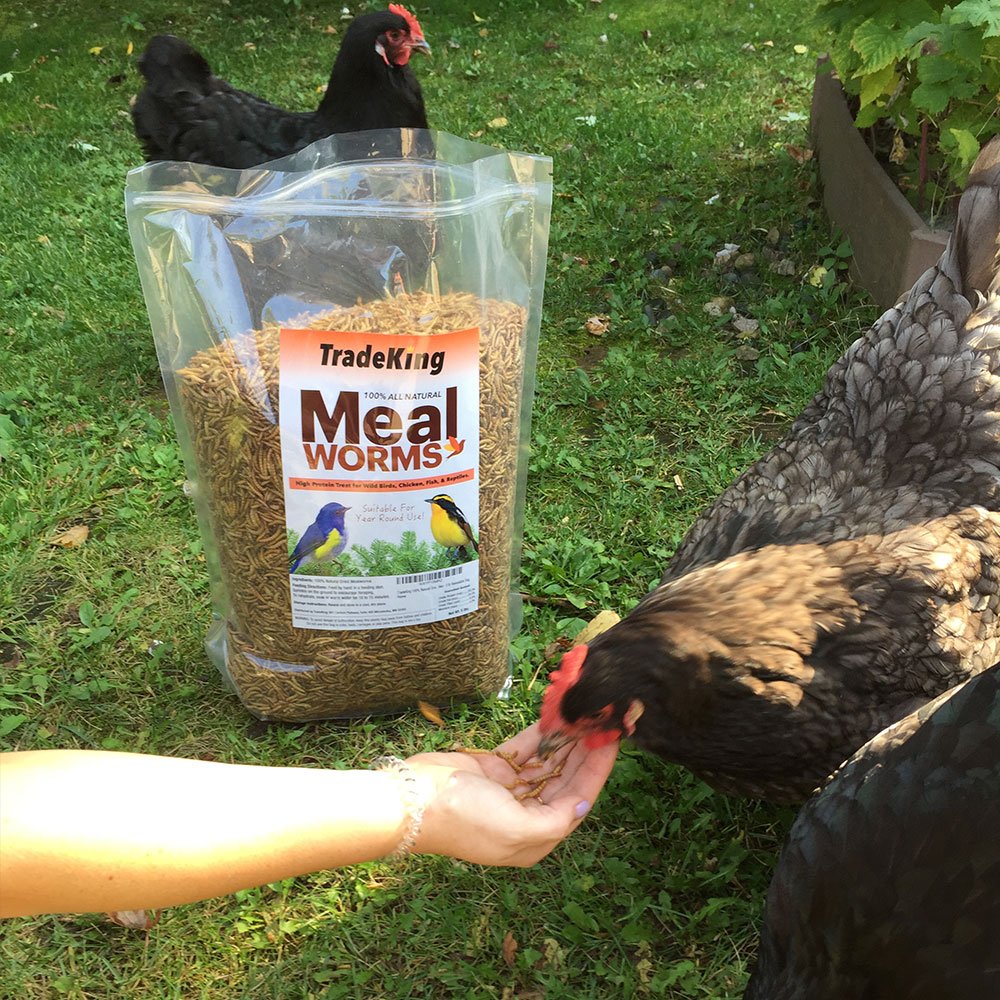 TradeKing dried mealworms pantry storage emphasizes resealable packaging and long shelf life.