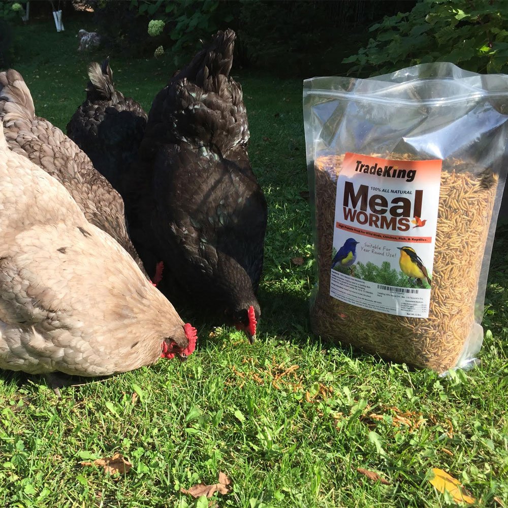 TradeKing Dried Mealworms stand-up bag emphasizes easy storage for year-round feeding.