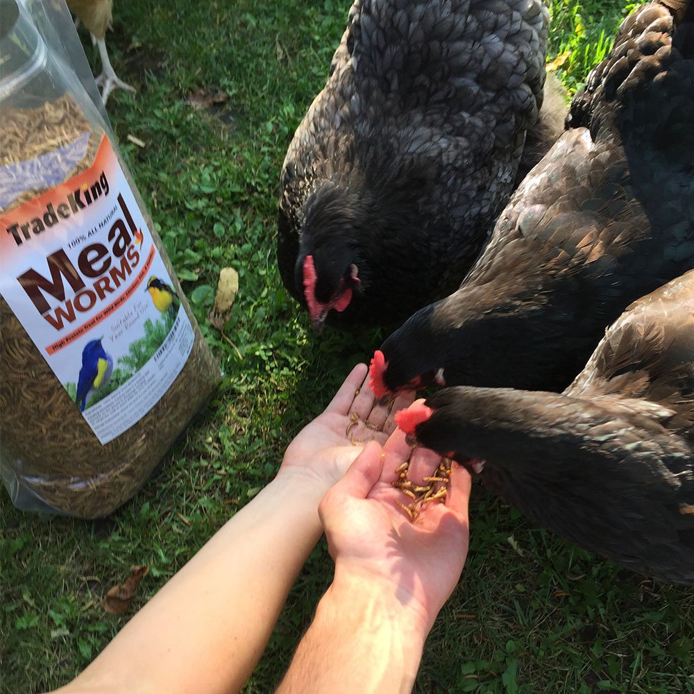 TradeKing poultry mealworms treat to attract and reward chickens