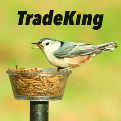 TradeKing mealworms attract wild birds with protein-rich snack