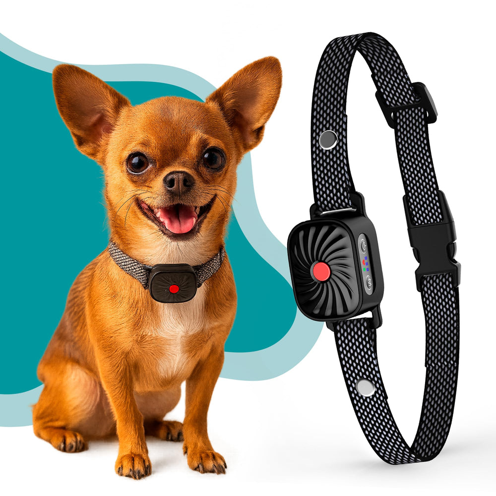 TrainTail bark collar for small dogs with adjustable fit for comfort during walks