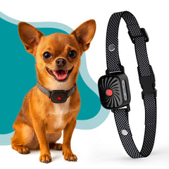 TrainTail bark collar for small dogs with adjustable fit for comfort during walks