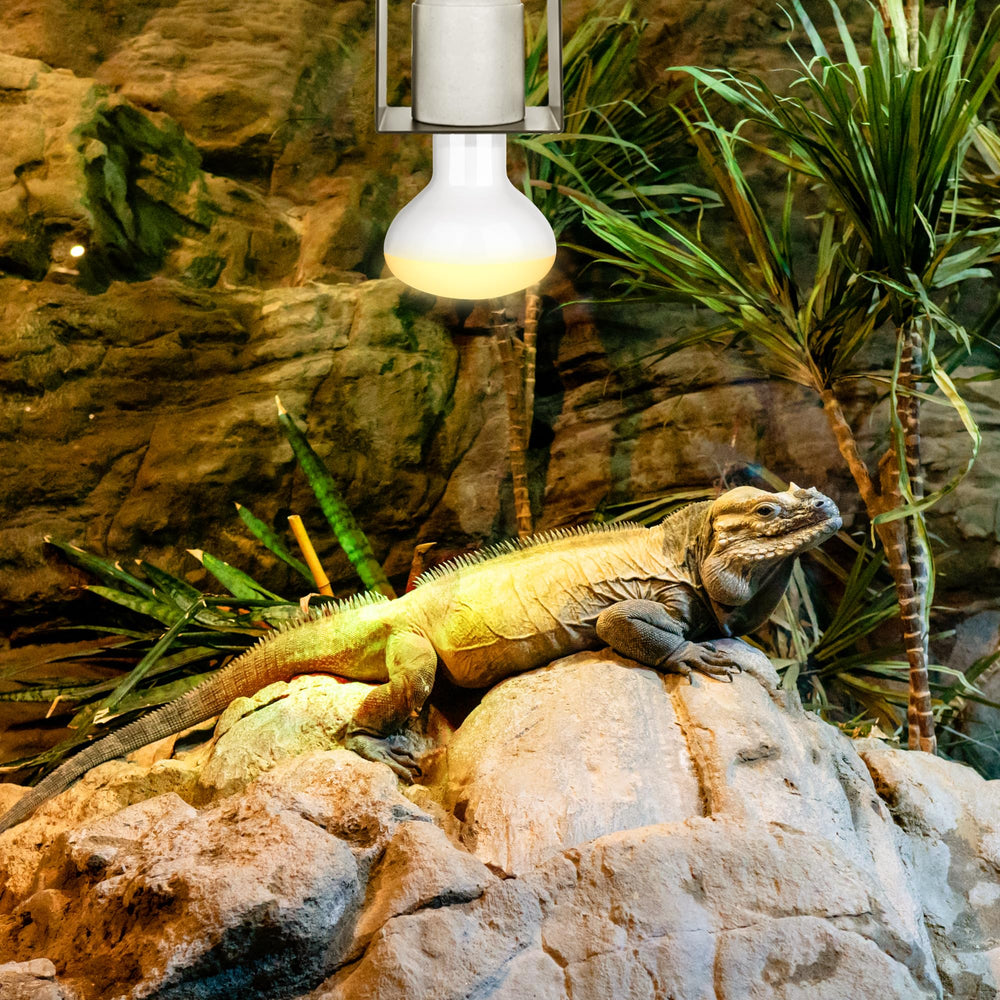 Trakem reptile-gecko setup demonstrates practical terrarium heating