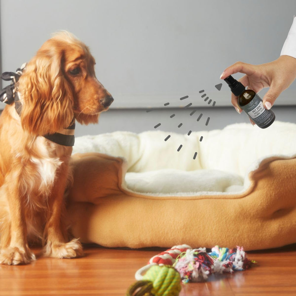 Tranquil Tails Pet Zen spray on harness helps reduce pre-appointment stress
