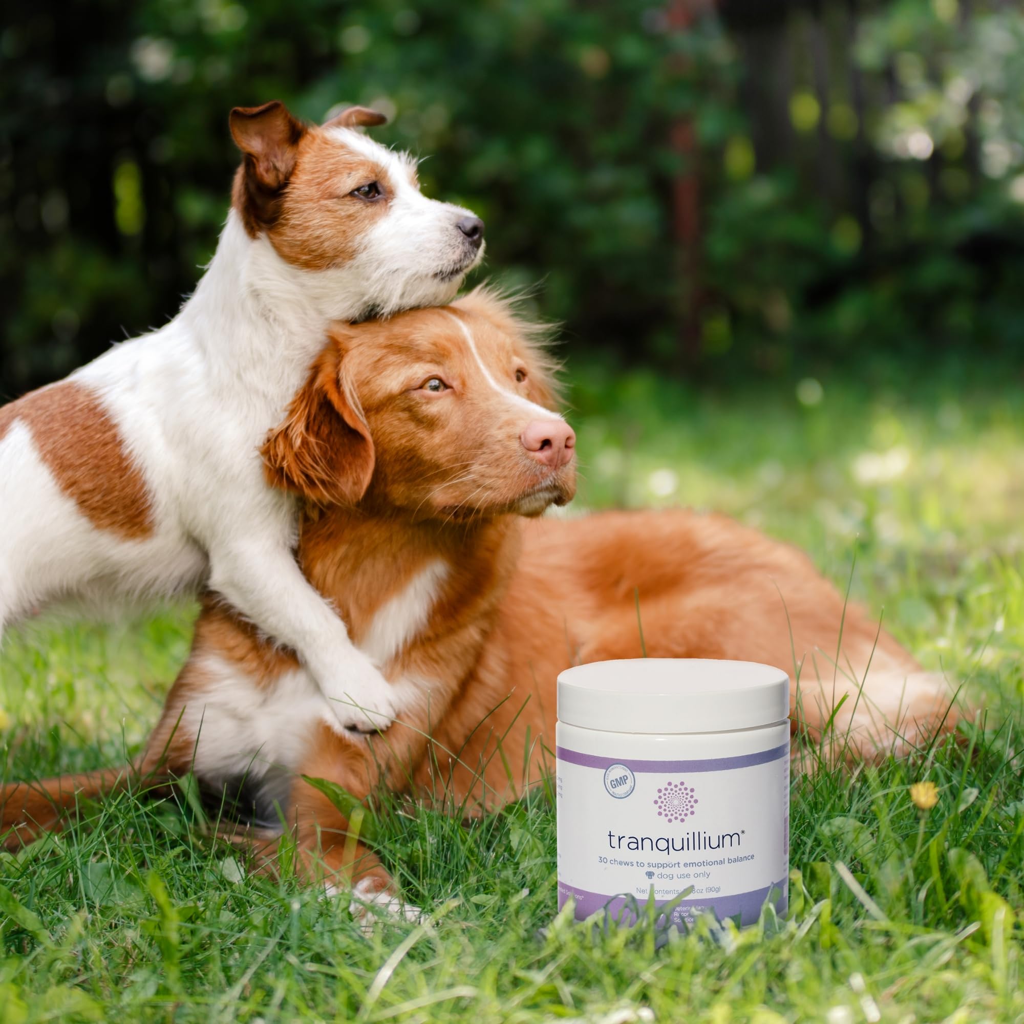 Tranquillium travel-ready chews pack for on-the-go stress management.