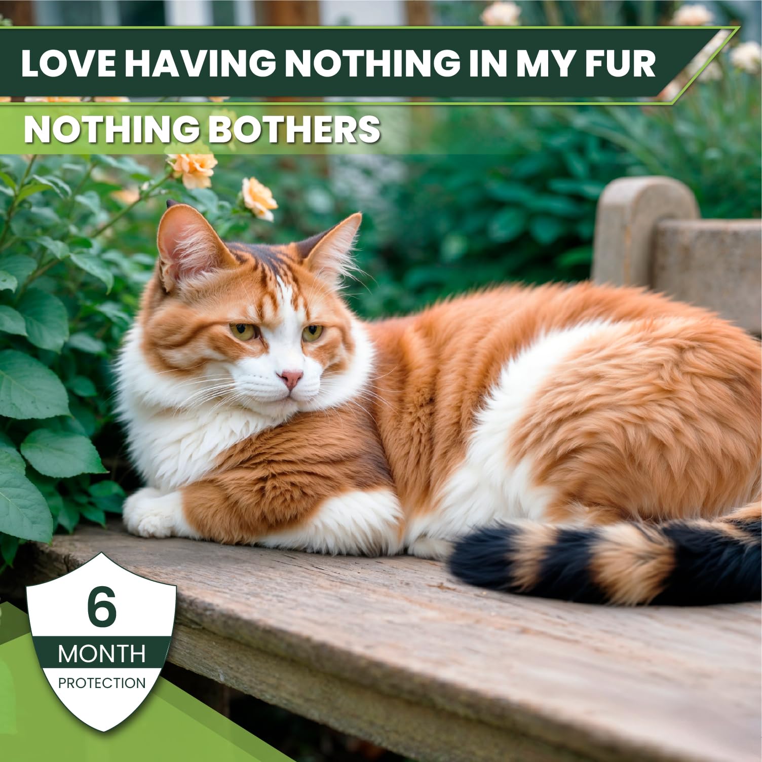 TriOak cat care scenario emphasizes stress-free routine for pet parents