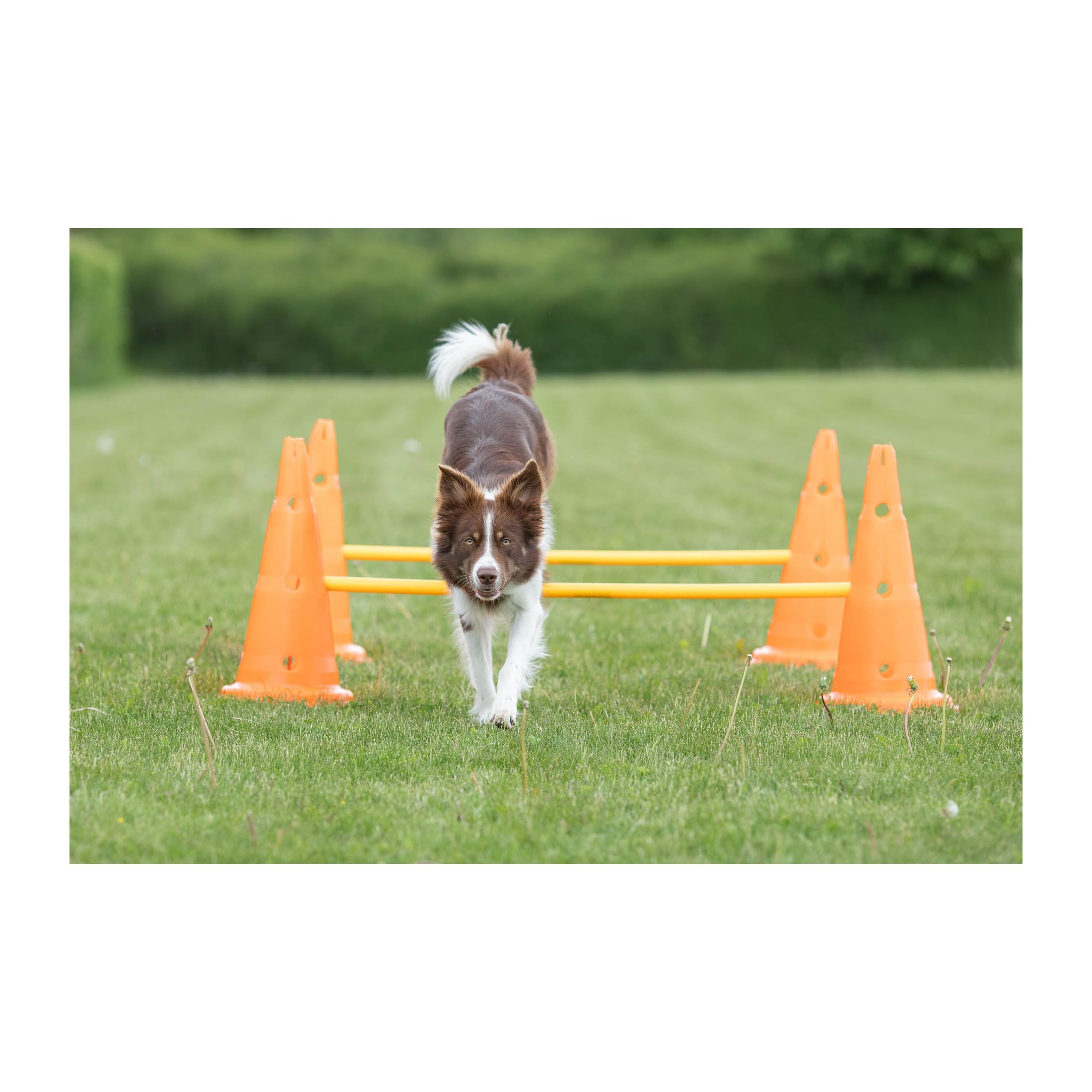 TRIXIE hurdle suitable for indoor and outdoor use on any surface.