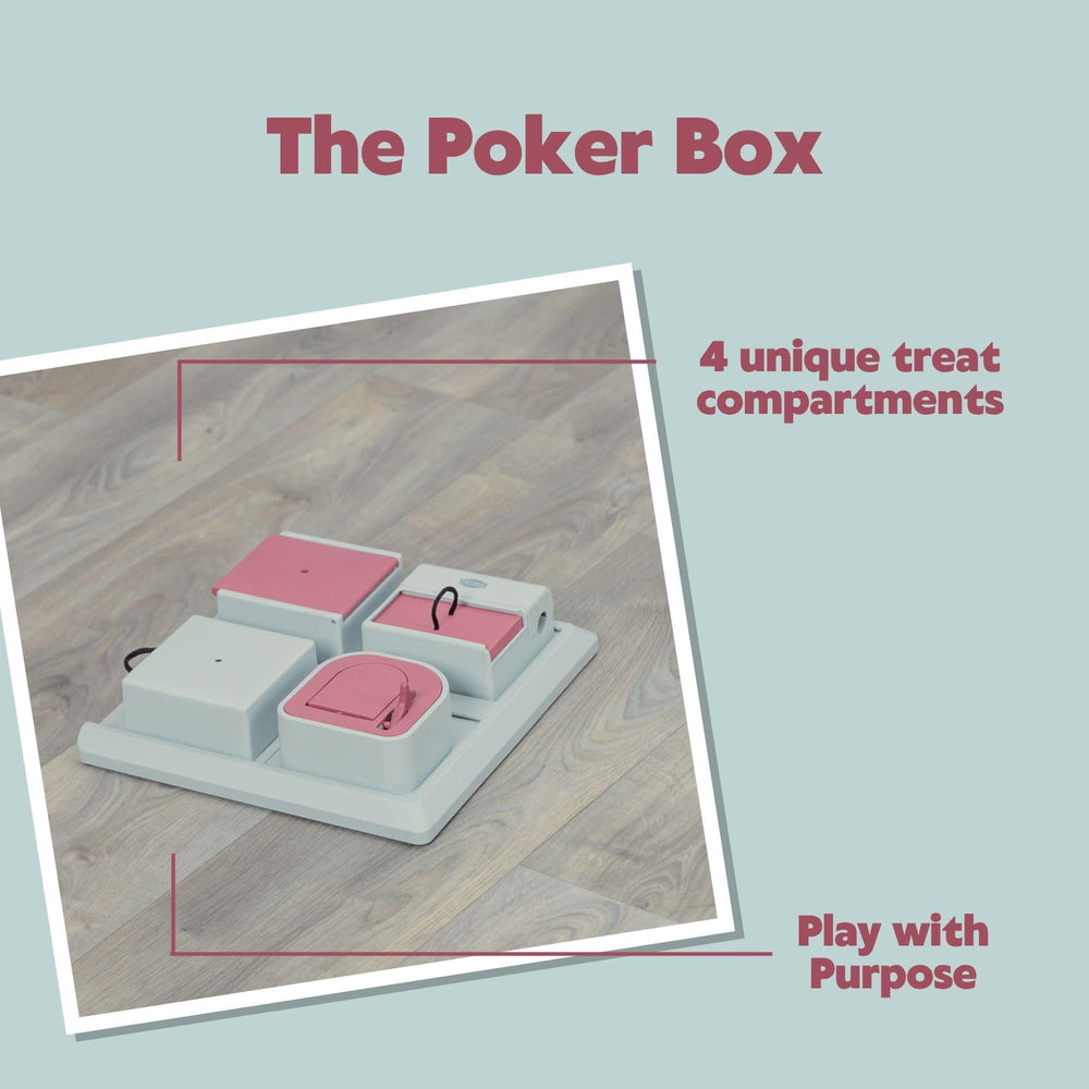 TRIXIE Poker Box cat interaction close-up displays focus and curiosity.