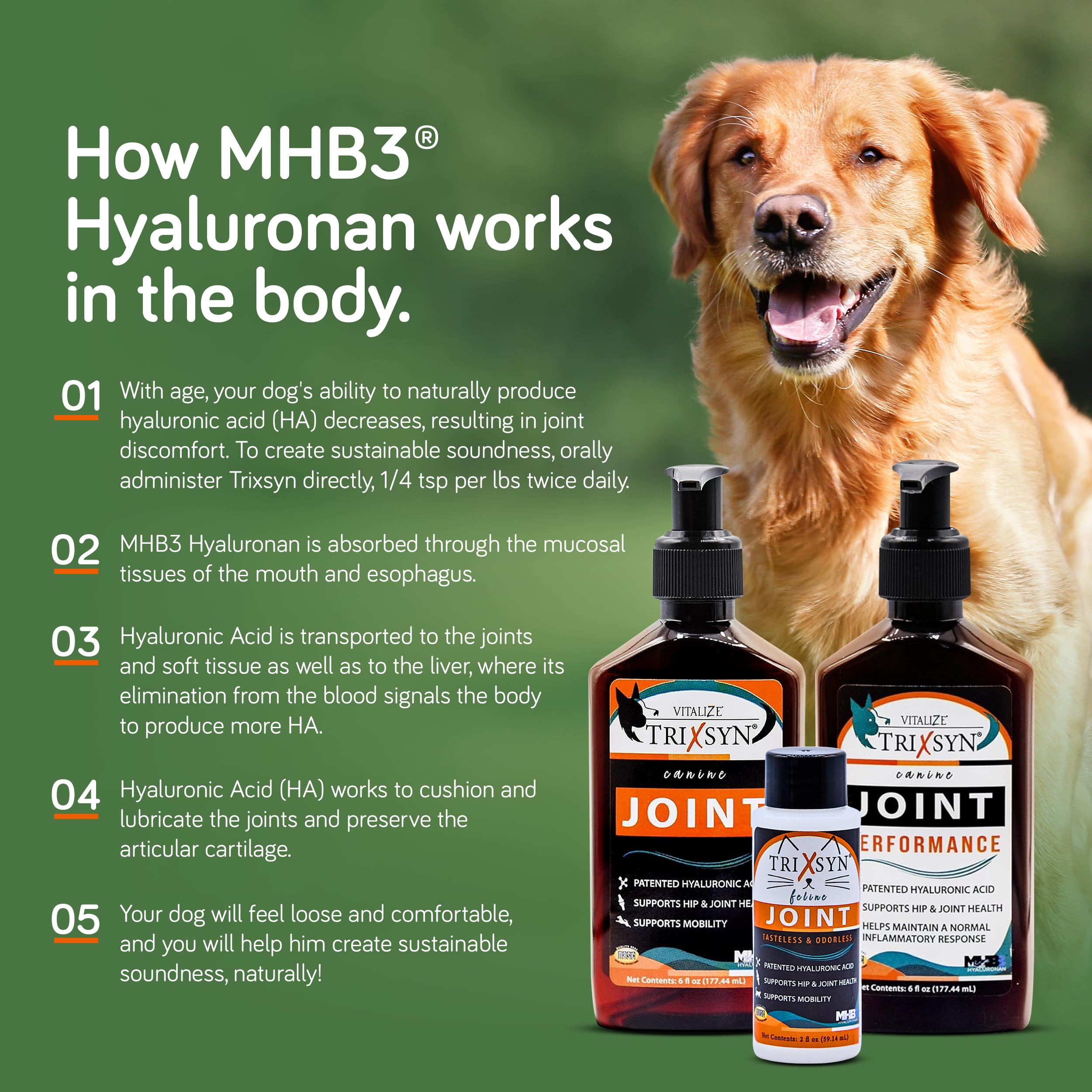 A dog enjoys improved mobility with TRIXSYN in daily use.