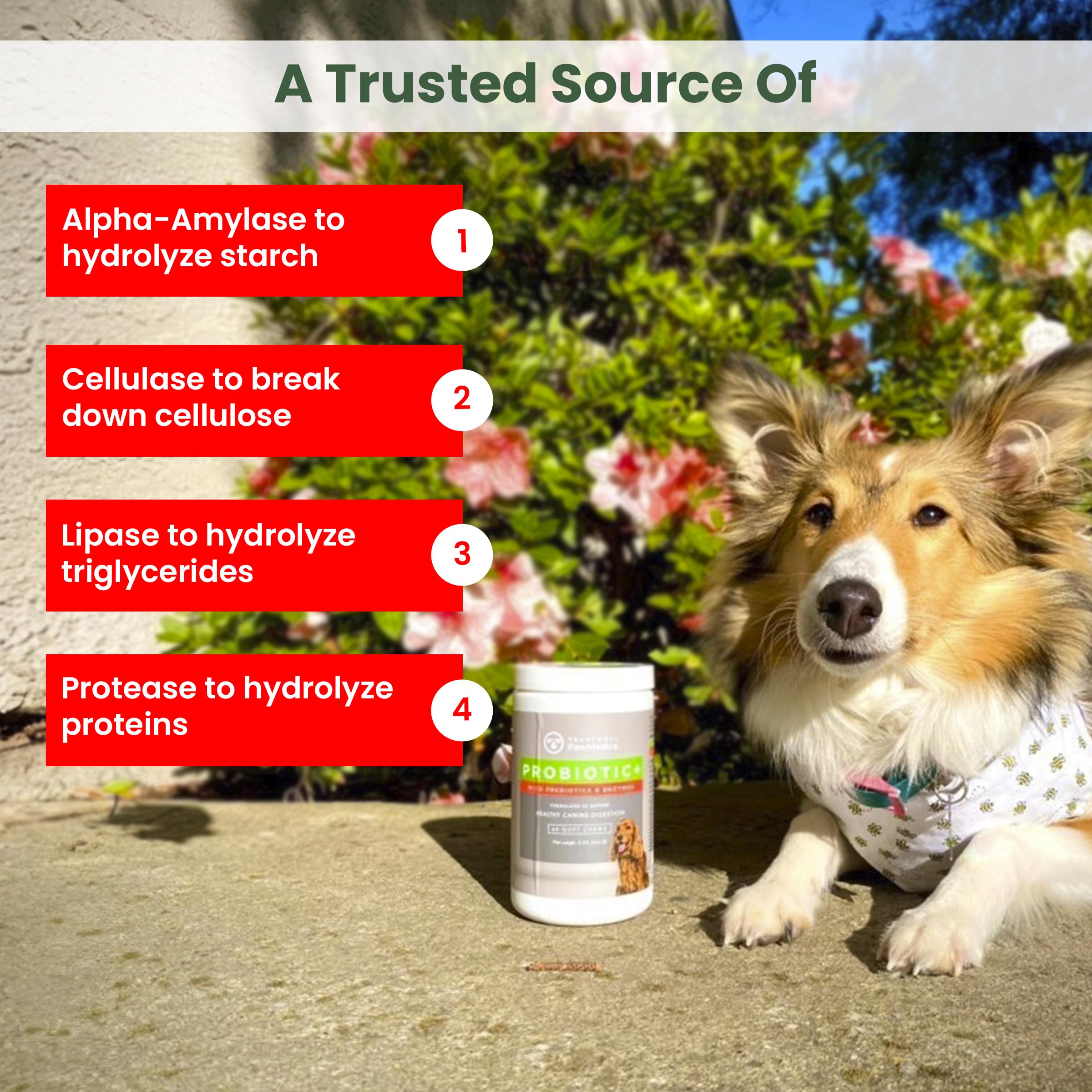 TrustWELL PawMedica digestive enzymes chews closeup highlighting enzyme blend