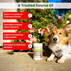 TrustWELL PawMedica digestive enzymes chews closeup highlighting enzyme blend