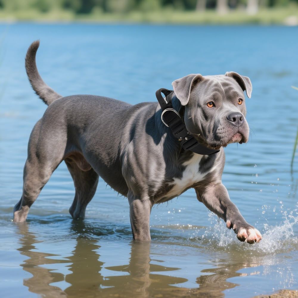 TSPRO khaki collar ready for outdoor adventures with medium to large dogs.