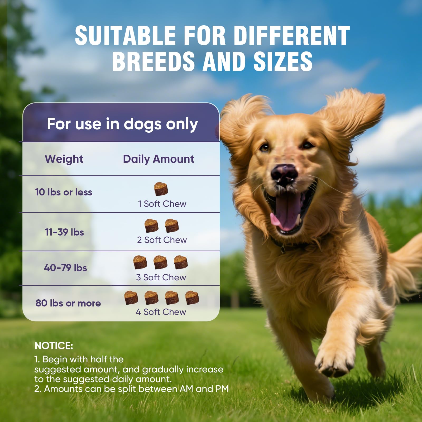 Ingredient panel on TTLXRL Glucosamine for Dogs bottle indicates glucosamine chondroitin MSM.