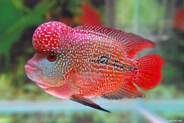 Tubifex worm cubes for cichlids and tropical fish by Aquatic Foods Inc.