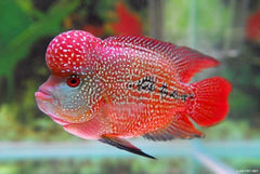 Tubifex worm cubes for cichlids and tropical fish by Aquatic Foods Inc.