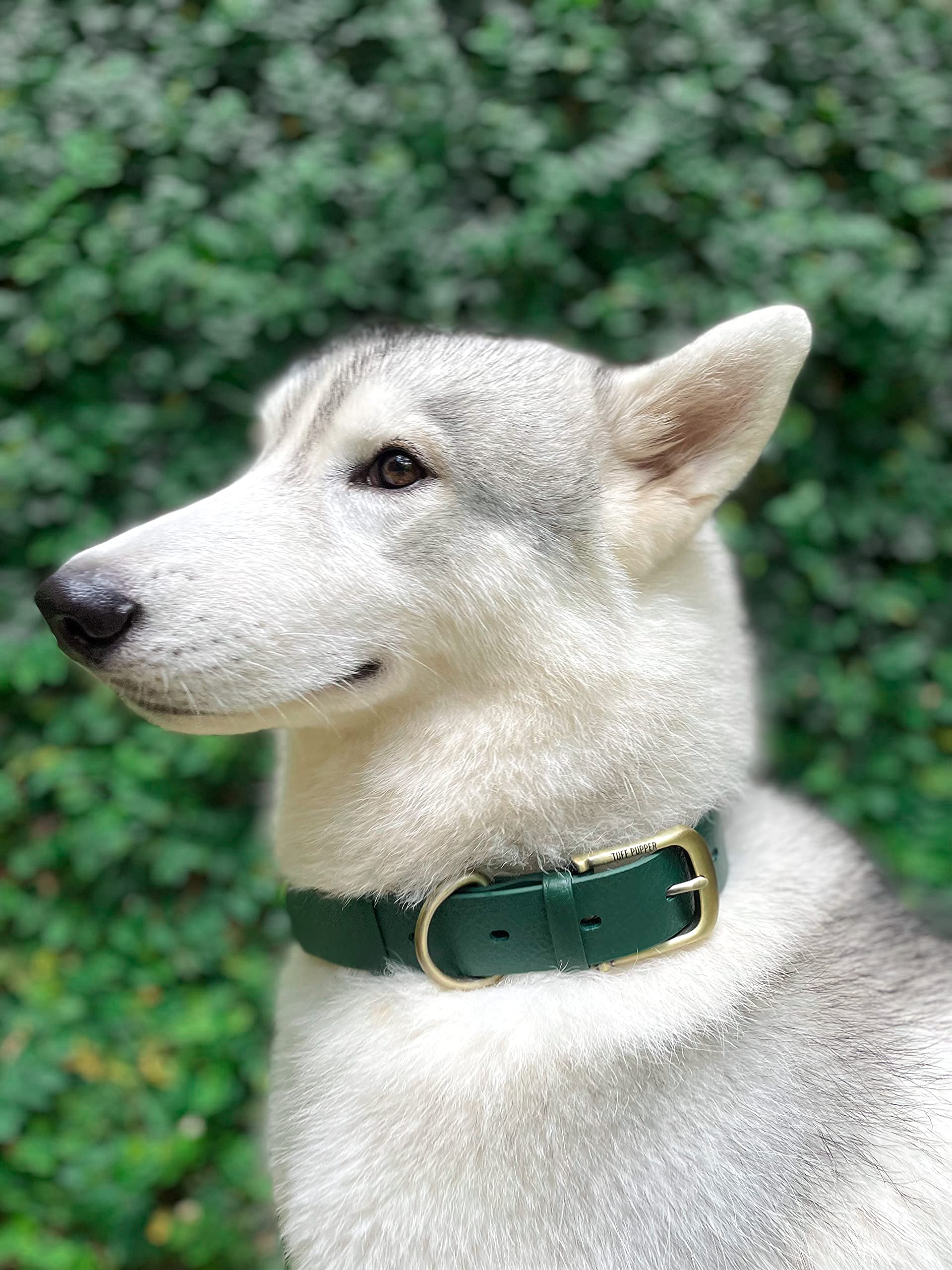 Tuff Pupper Classic Collar worn by a dog during outdoor adventure.