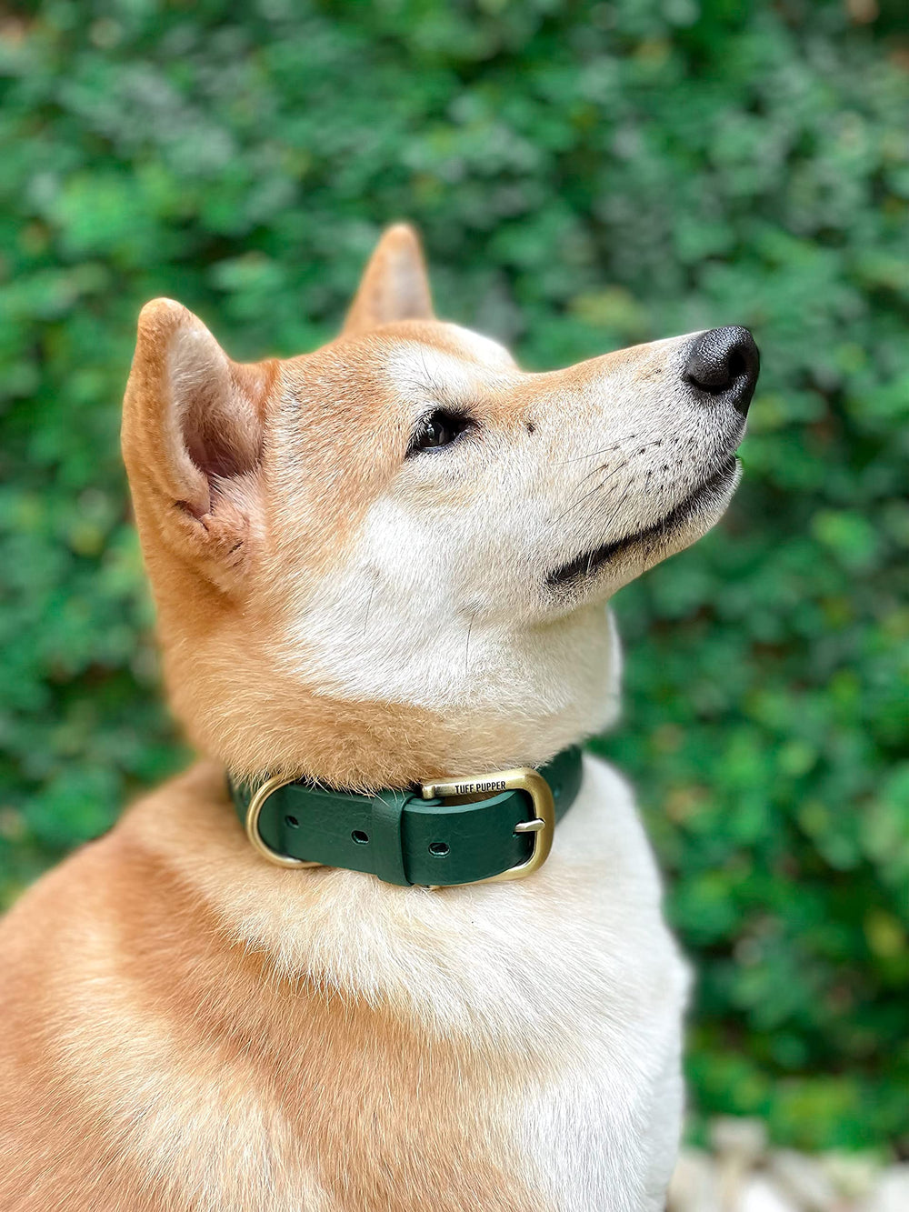 Tuff Pupper Classic Collar rust-proof metal hardware detail.