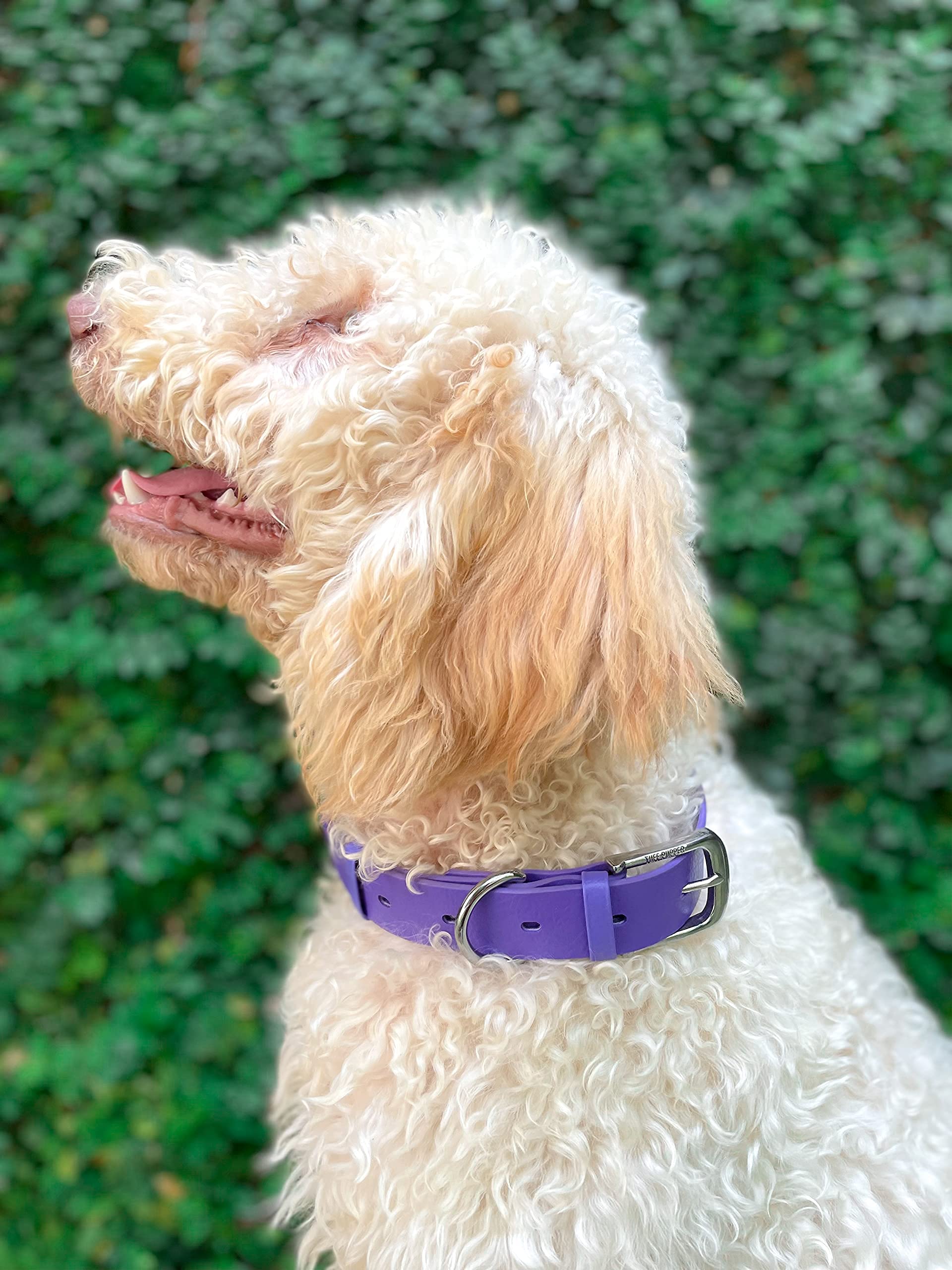 Tuff Pupper Classic Dog Collar brass hardware detail emphasizes rust-proof strength.