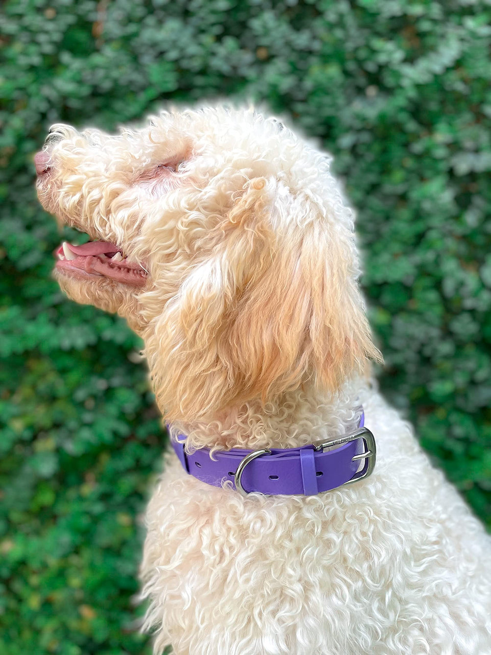 Tuff Pupper Classic Dog Collar brass hardware detail emphasizes rust-proof strength.