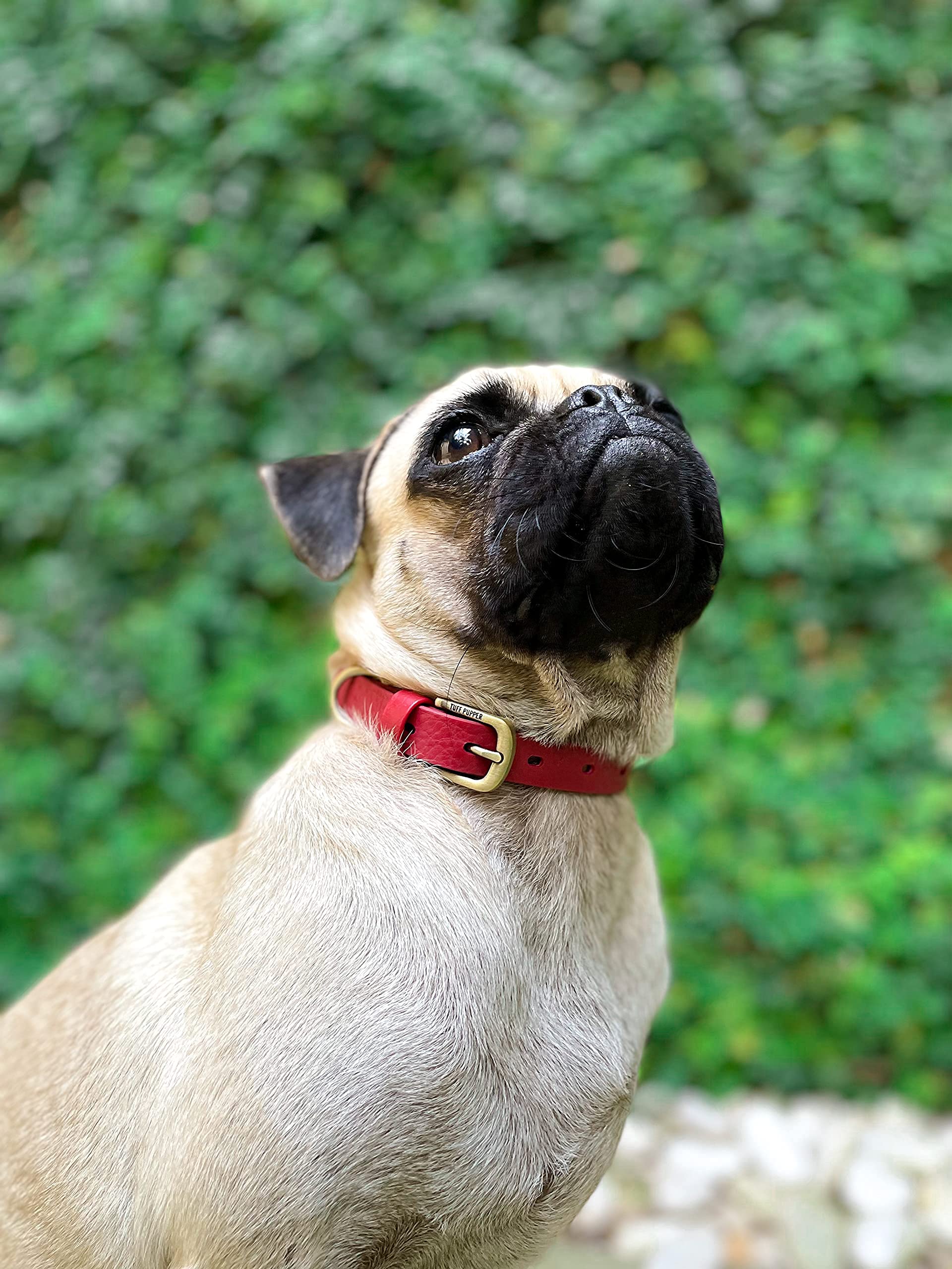 Lightweight yet tough, ideal for energetic dogs who pull or explore.