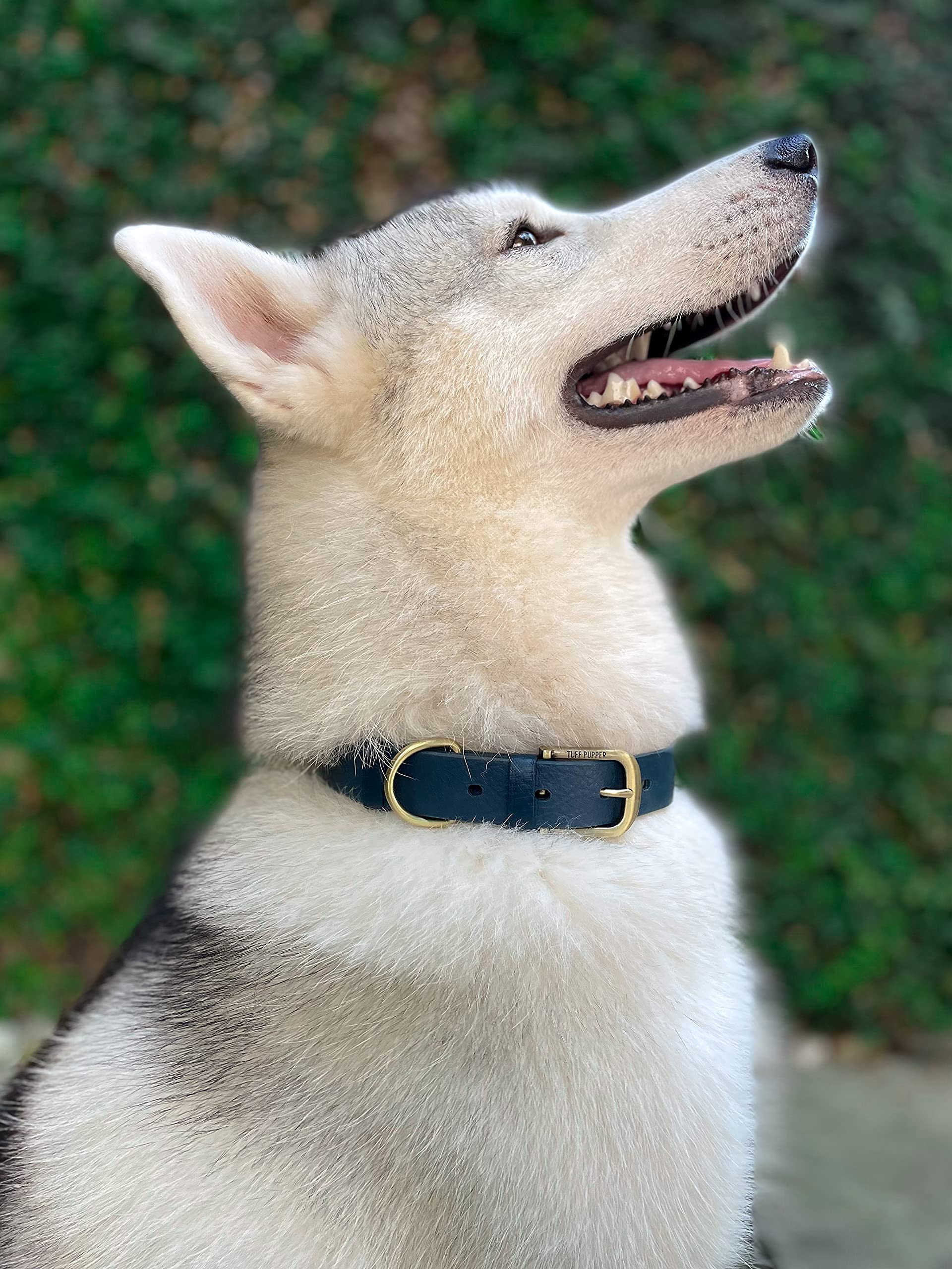 Tuff Pupper collars shown in rain to emphasize waterproofing.