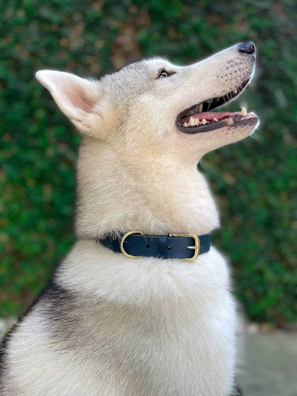 Tuff Pupper collars shown in rain to emphasize waterproofing.