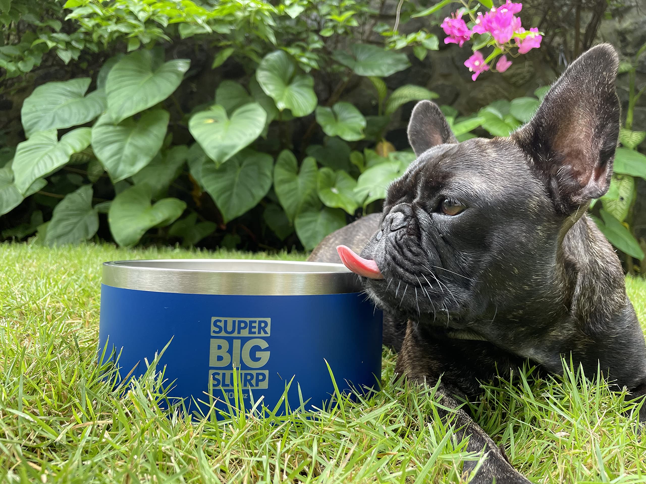 Tuff Pupper color options suit various home styles and decor