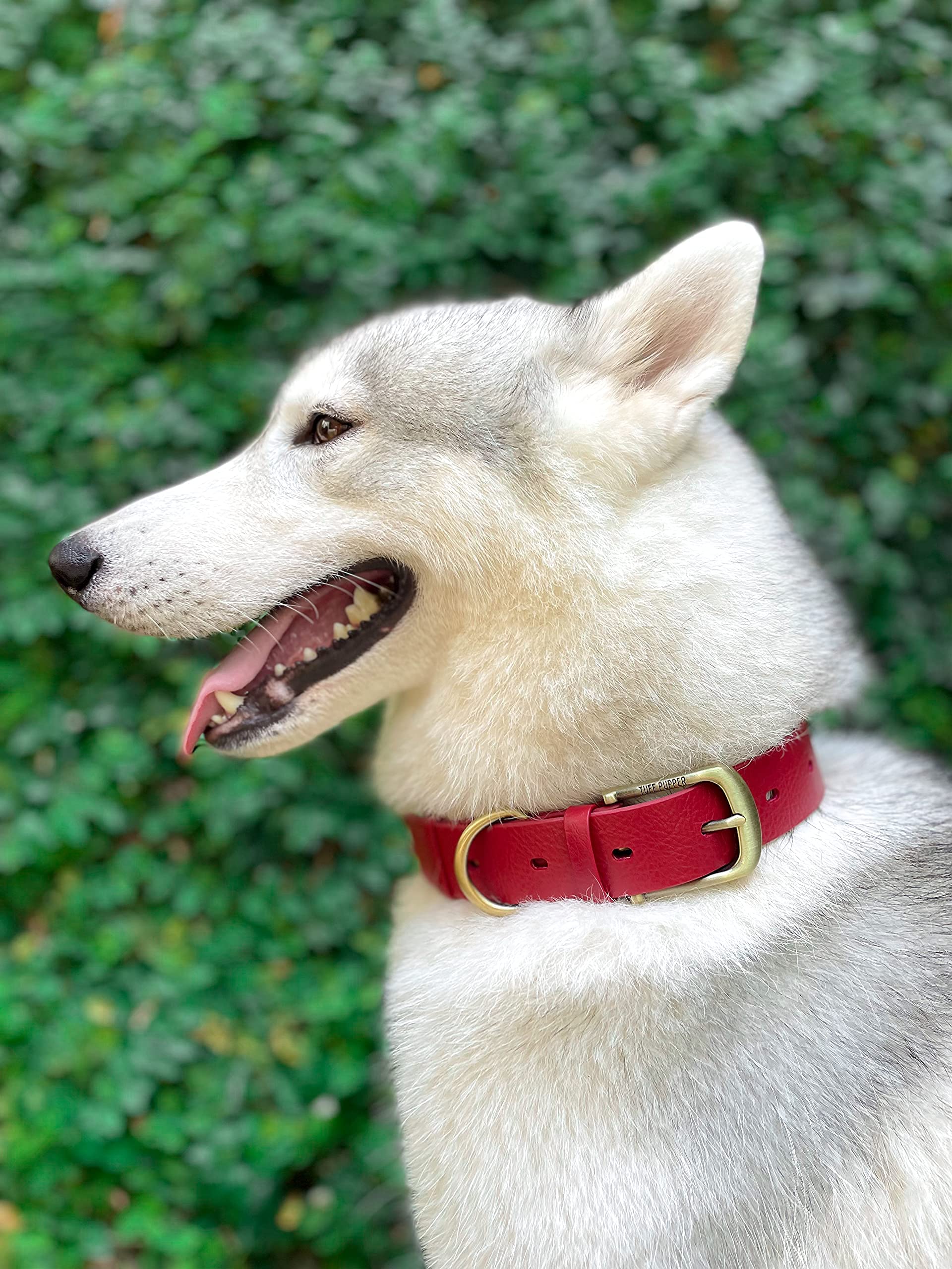 Tuff Pupper play-ready collar for rain, snow, and water adventures.