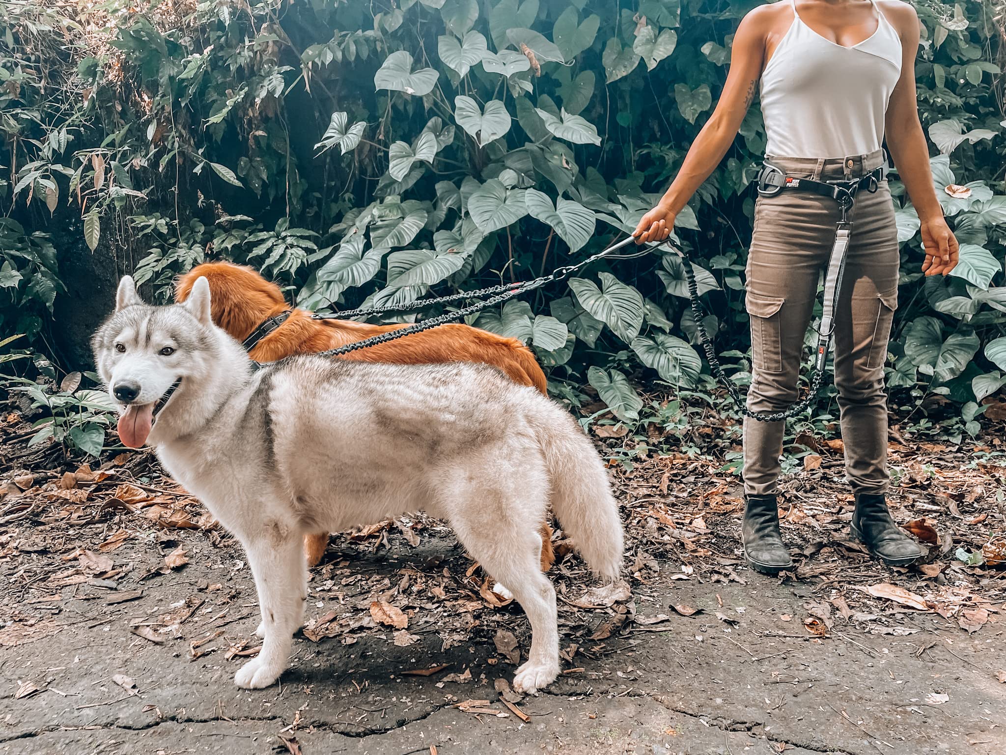Tuff Pupper four-dog capacity enables up to 500 pounds with bungee sections.