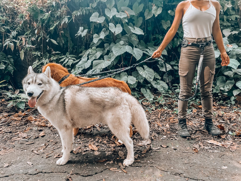 Tuff Pupper four-dog capacity enables up to 500 pounds with bungee sections.
