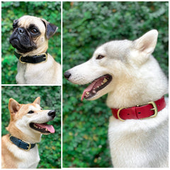 Tuff Pupper leather-style collar with grain for stylish, rugged look.