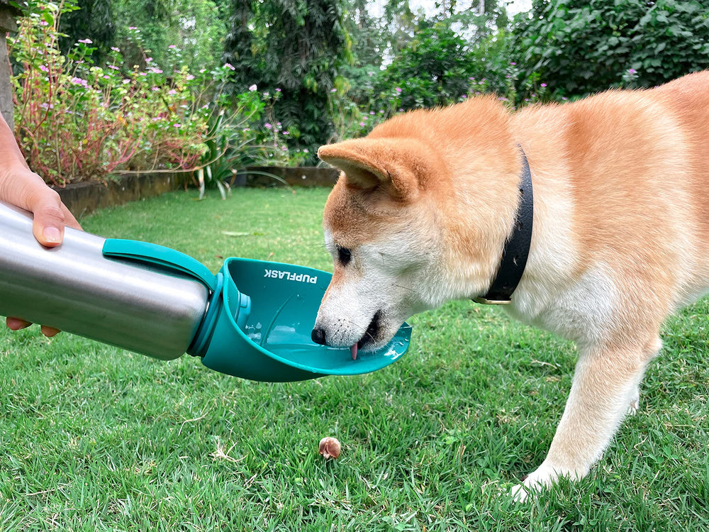 Tuff Pupper PupFlask loved by pet owners for reliable hydration.
