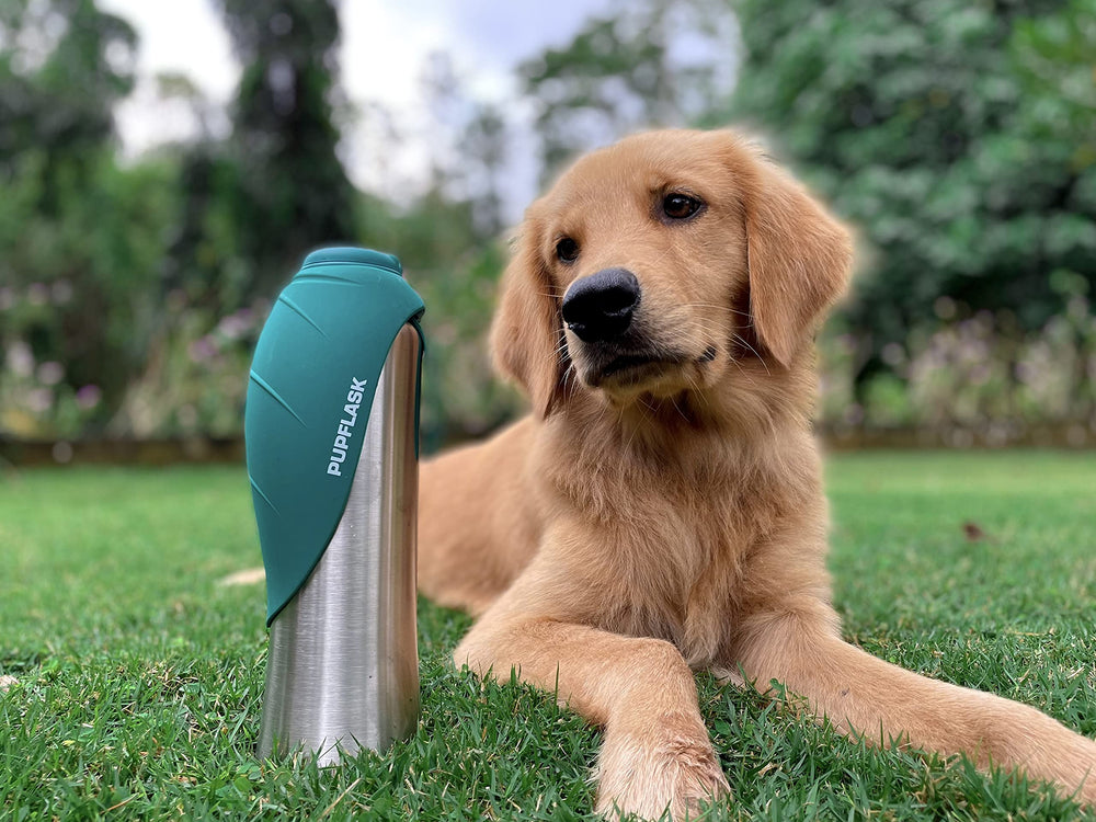 Perfect for all breeds during walks, rides, and outdoor activities.