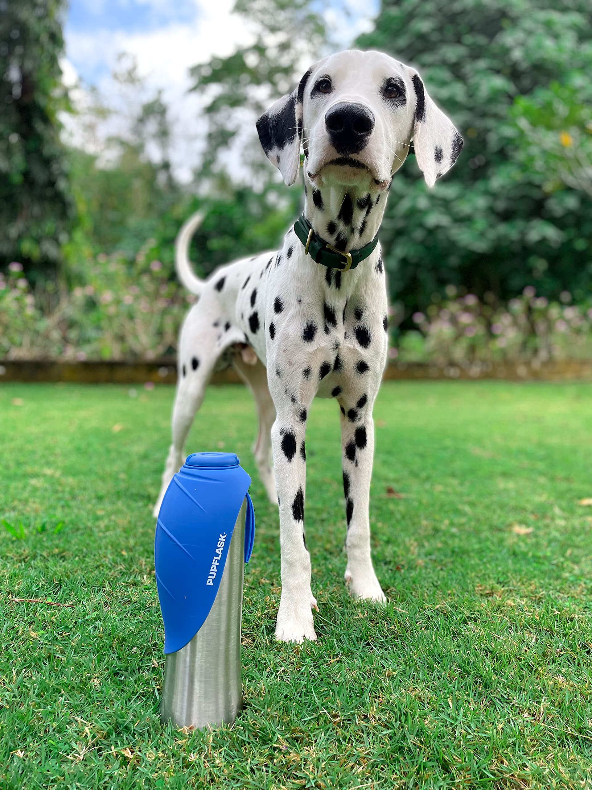 Ideal for all breeds thanks to versatile size options.