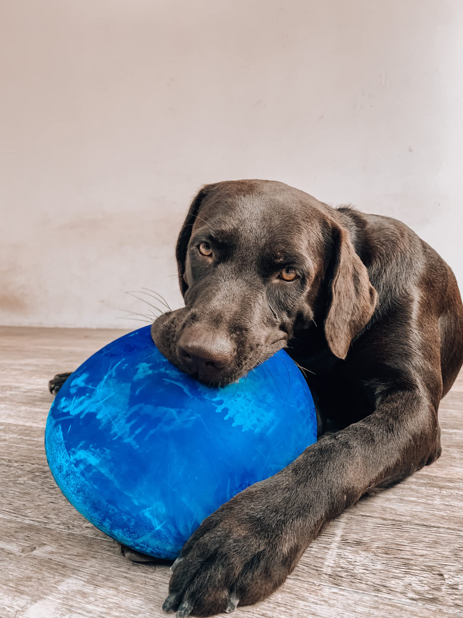 Tuff Pupper SuperChewer dog of all breeds enjoying fetch time with the disc.