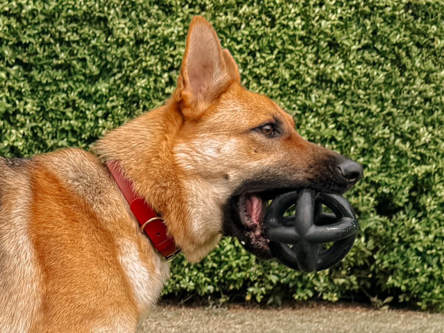 Tuff Pupper cage ball outdoors resists strong chews.