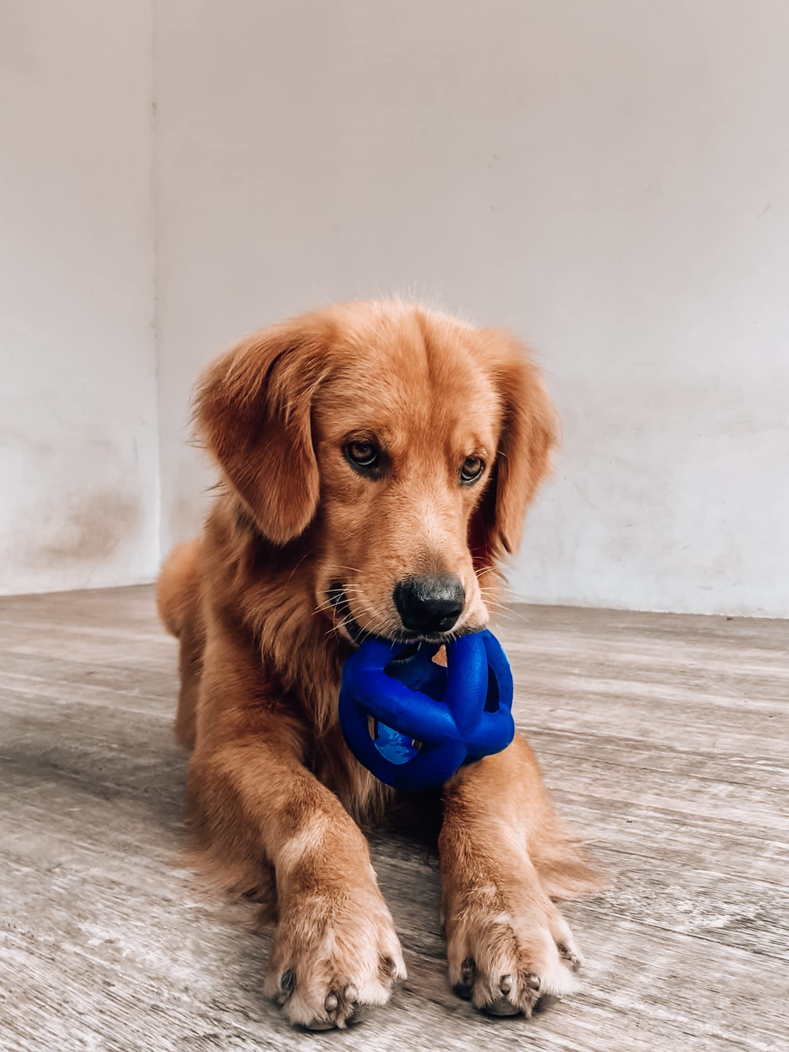 Tuff Pupper SuperChewer cage ball with lifetime replacement emphasis