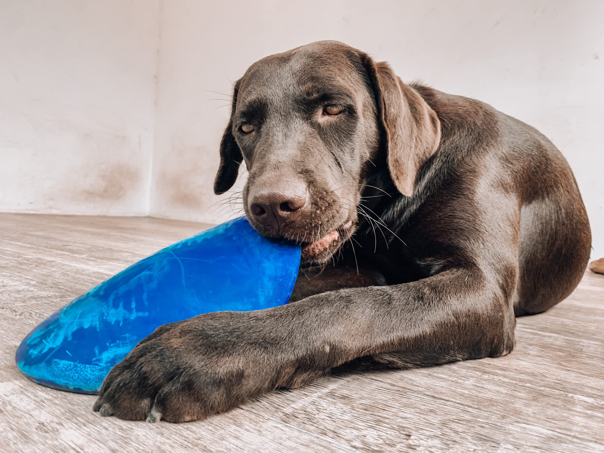 Tuff Pupper SuperChewer dog enjoying a close chew session with the disc.