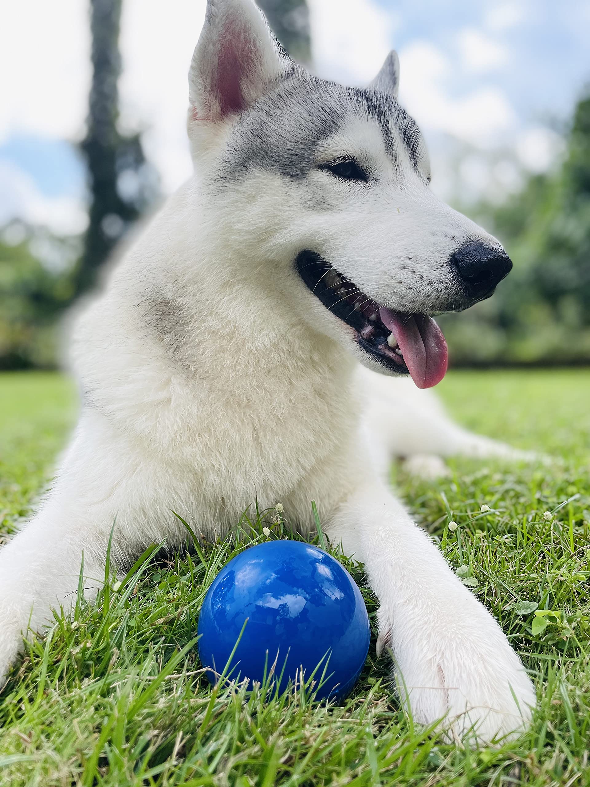 Tuff Pupper blue contrast color enhances visibility on grass.